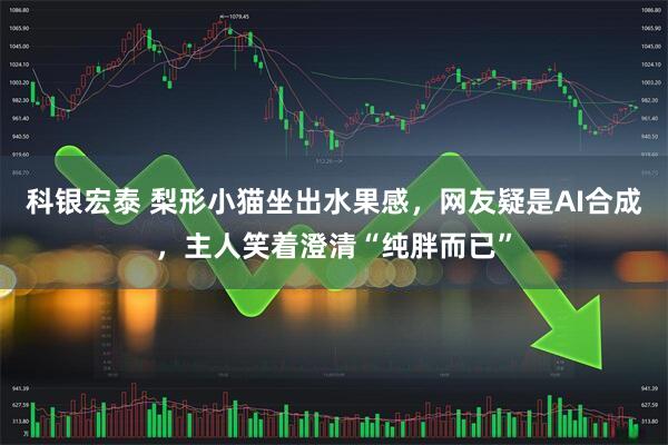 科银宏泰 梨形小猫坐出水果感，网友疑是AI合成，主人笑着澄清“纯胖而已”
